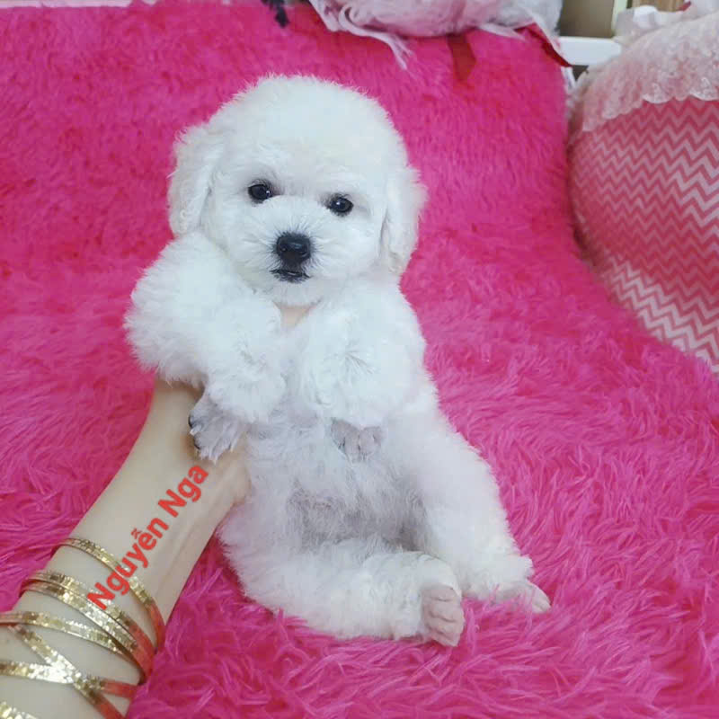 Chó Poodle - PD 18009